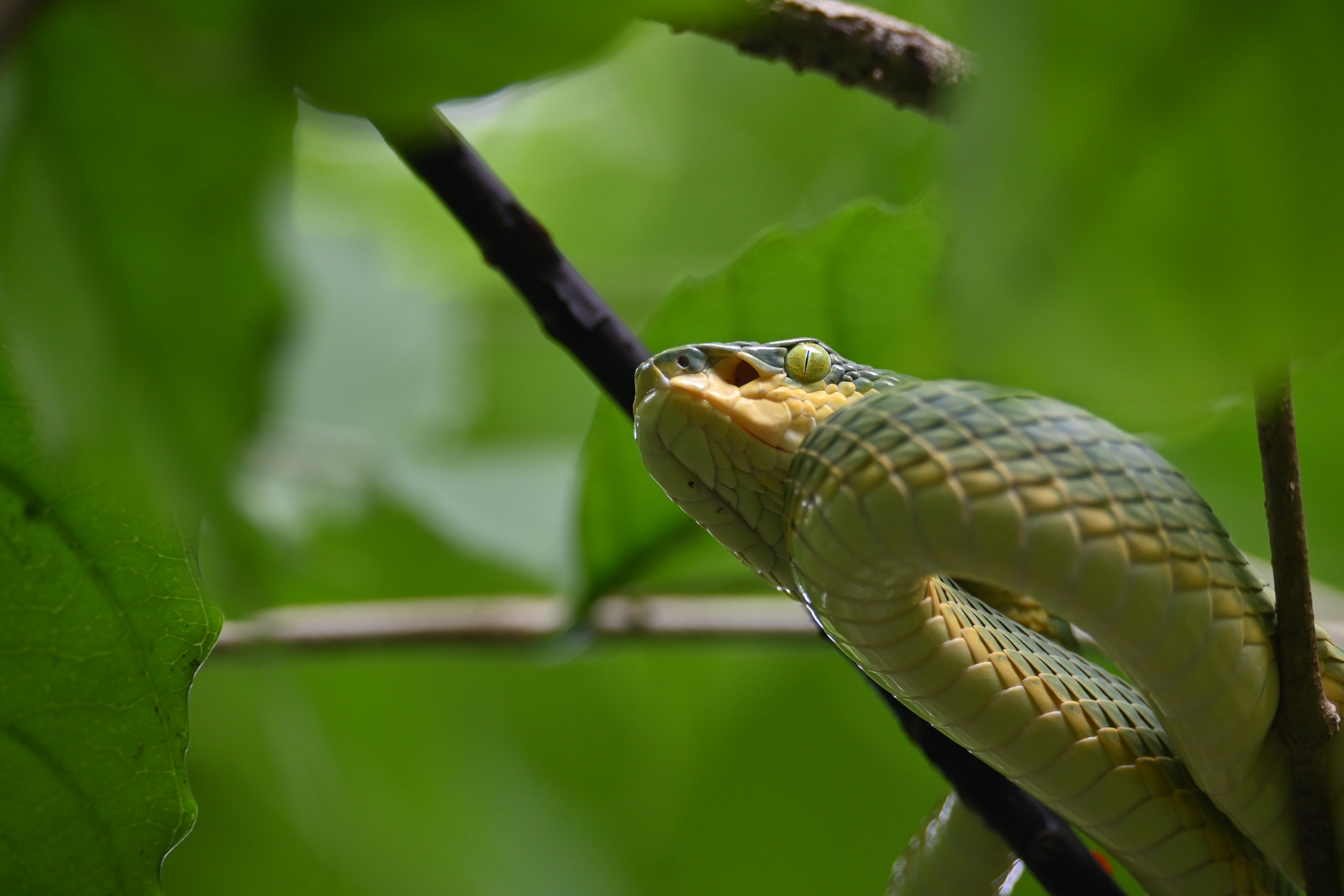A close-up of a butterfly on a flower.